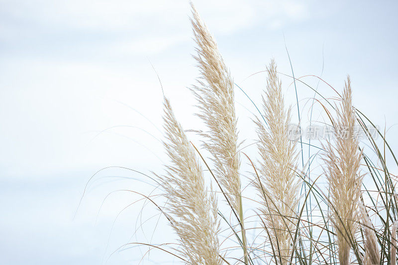 潘帕斯草(Cortaderia selloana)灌木